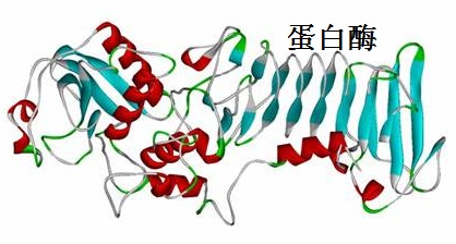 蛋白酶的空間結(jié)構(gòu)